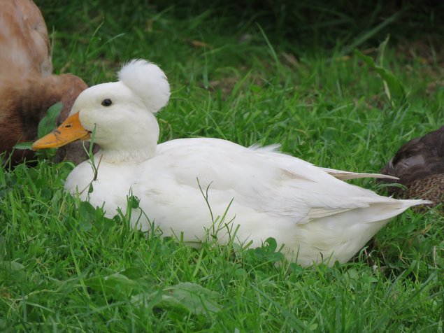 Ducks, just ducks